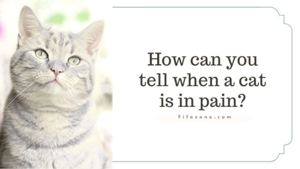 How to Spot the Signs of Pain in a Cat