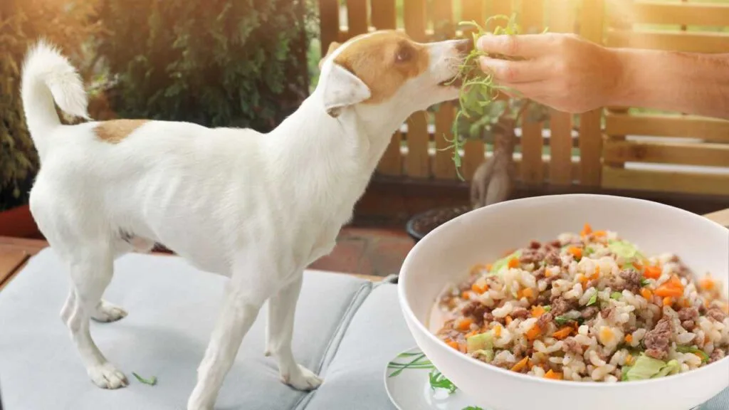 Common Indian Foods You Can Safely Feed Your Dog
