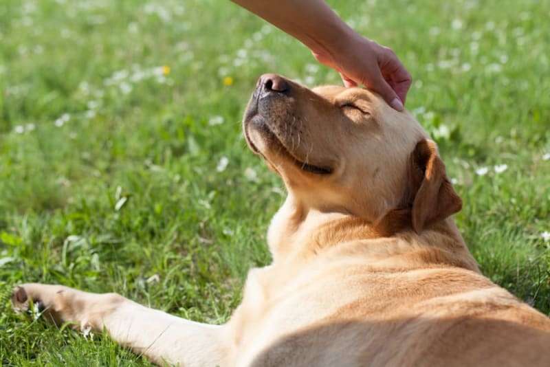 The Ultimate Guide to Dog Health & Wellness in India