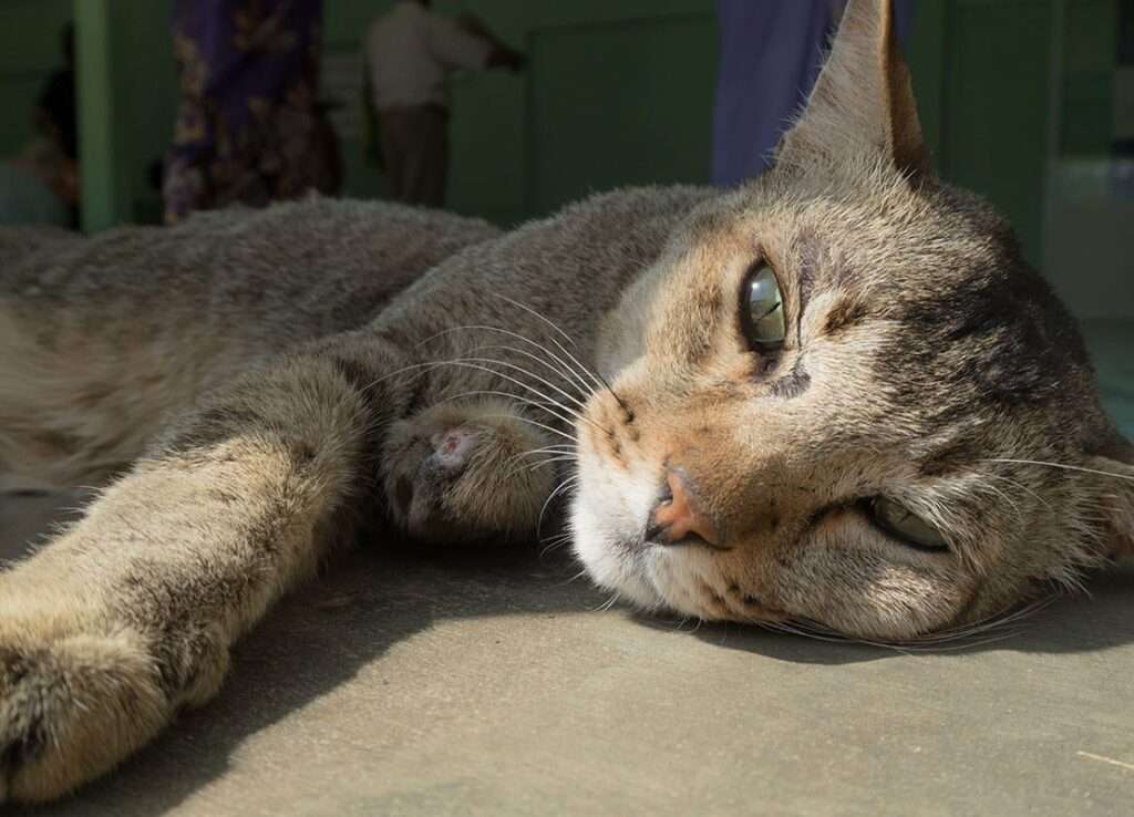 Understanding Cat Health Needs in India