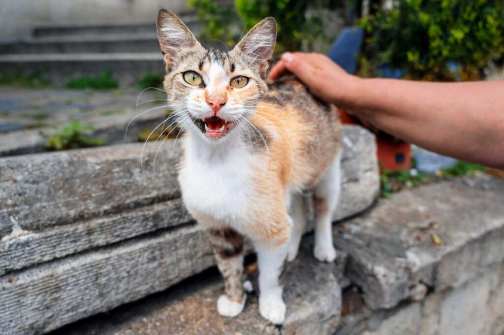 Grooming & Hygiene for Indian Cats