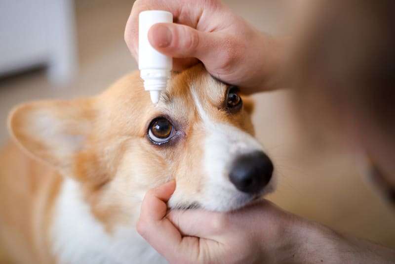 Best Eye Drops for Dogs: Uses, Types & Care Tips