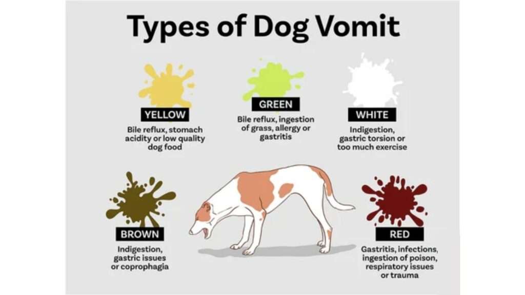 Dog Vomiting Colour