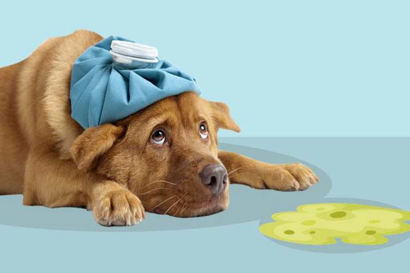 Dog Vomiting – The Thing that Every indian Pet parents should know
