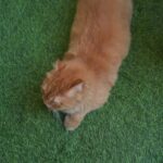 Bark Out Loud by Vivaldis Pillows for Sensitive Gut Cat Treats image 2
