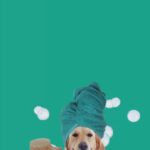 Bark Out Loud No Mess Waterless Dry Shampoo for Dogs image 3