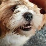 Chip Chops Diced Chicken Dog Treats image 2
