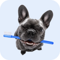 Chip Chops Sweet Potato Chicken Dog Treats image 15
