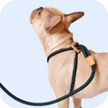 Chip Chops Sweet Potato Chicken Dog Treats image 19