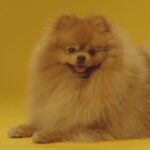 Dogaholic Milky Chew Chicken Bone Style Dog Treats image 2