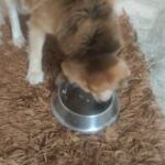 Doggos Big Monster Chicken and Pumpkin Fresh Dog Wet Food (All Breeds) image 2