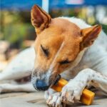 Dogsee Chew 100% Natural Yak Milk Medium & Small Bars Dog Treats image 4