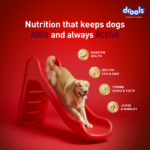 Drools Lamb and Rice Adult Dog Dry Food image 3