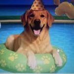 Fresh For Paws A Green Affair Grain Free & Vegan and Go Go Cottage Cheese and Oh My Greens Dog Wet Food Combo image 2