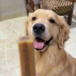 Goodies Long Lasting Dental Bar Liver Dog Treats image 2