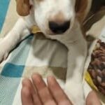 Henlo Chicken & Veg Baked Dry Food for Puppies & Small Breed Dogs | 100% Human Grade Ingredients image 3