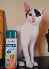 Himalaya Erina EP Flea and Tick Powder for Dogs and Cats