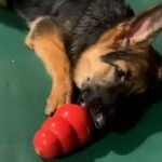 Kong Classic Toy for Dogs (Red) | For Average Chewers image 2