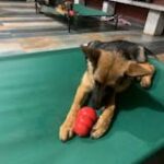 Kong Classic Toy for Dogs (Red) | For Average Chewers image 3