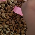 Maxi Adult Tuna & Salmon Adult Dry Cat Food image 2
