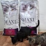 Maxi Persian Adult Cat Dry Food image 2