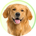 Neo Kumfurt Mucasone Lotion for Dogs and Cats image 80
