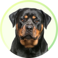 Neo Kumfurt Mucasone Lotion for Dogs and Cats image 83