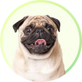 Neo Kumfurt Mucasone Lotion for Dogs and Cats image 86