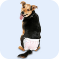 Neo Kumfurt Mucasone Lotion for Dogs and Cats image 12