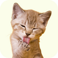 Neo Kumfurt Mucasone Lotion for Dogs and Cats image 46