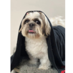Pawgypets Pet Towel for Dogs and Cats (Black) image 3