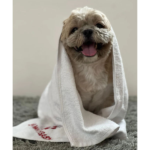 Pawgypets Pet Towel for Dogs and Cats (White) image 3
