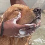 Pawpaya Long Coat Shampoo for Dogs image 3