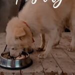 Pedigree Chicken & Liver Chunks in Gravy Puppy Wet Dog Food image 2