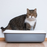 PetCrux Exclusive Organic Pine Wood Scented Cat Litter image 3