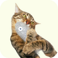 Quality Pet Food & Supplies for Dogs & Cats image 84