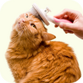 Quality Pet Food & Supplies for Dogs & Cats image 86