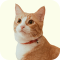 Quality Pet Food & Supplies for Dogs & Cats image 93