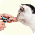 Quality Pet Food & Supplies for Dogs & Cats image 104