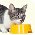 Quality Pet Food & Supplies for Dogs & Cats image 108
