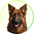 Quality Pet Food & Supplies for Dogs & Cats image 128
