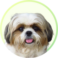 Quality Pet Food & Supplies for Dogs & Cats image 132