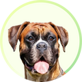 Quality Pet Food & Supplies for Dogs & Cats image 133