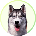 Quality Pet Food & Supplies for Dogs & Cats image 135