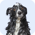 Quality Pet Food & Supplies for Dogs & Cats image 25