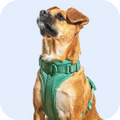 Quality Pet Food & Supplies for Dogs & Cats image 34