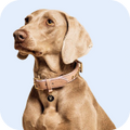 Quality Pet Food & Supplies for Dogs & Cats image 35