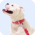 Quality Pet Food & Supplies for Dogs & Cats image 37