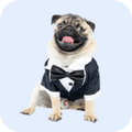 Quality Pet Food & Supplies for Dogs & Cats image 39