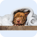 Quality Pet Food & Supplies for Dogs & Cats image 48